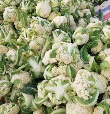 福建莆精品万亩青梗散花大量上市质量优价格低全国发货