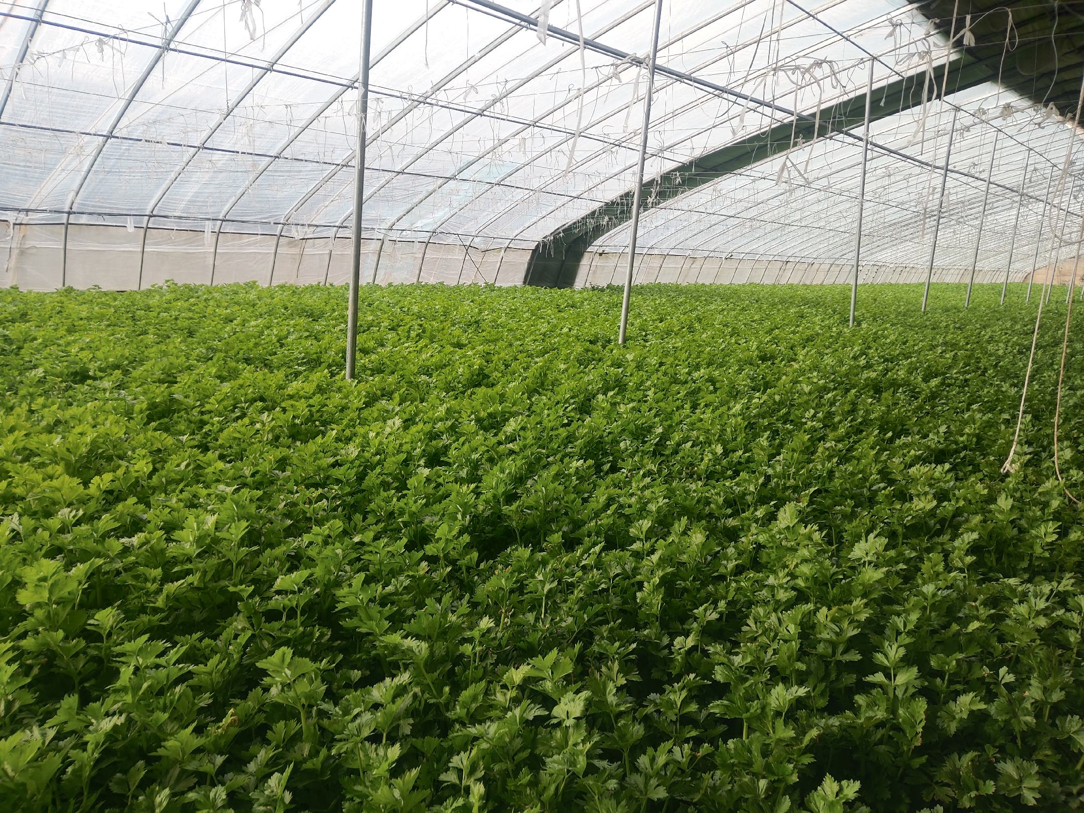 山芹野生植株特写：成片生长于湿润林缘，可见典型三出复叶、细长叶柄、白色伞形花序及浅褐色须根