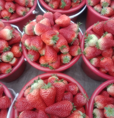 奶油草莓,联盟2号,大量批发上市
