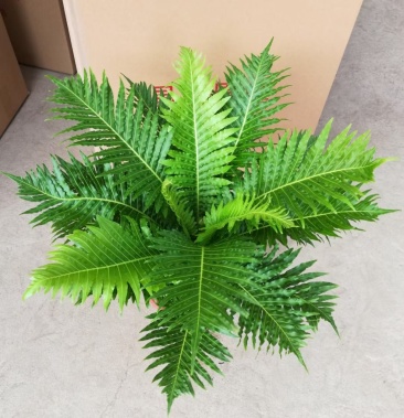 大型绿植雨林植物富贵蕨老桩好养植物