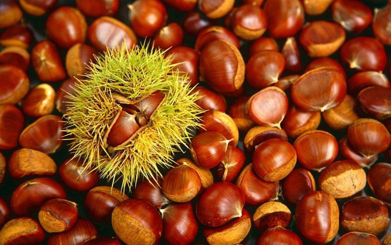 迁西油栗主产区地形与种植实景