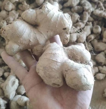 云南老姜头 质量就是好