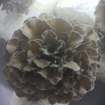 工厂化种植新鲜的灰树花（舞茸），有机种植，常年供货