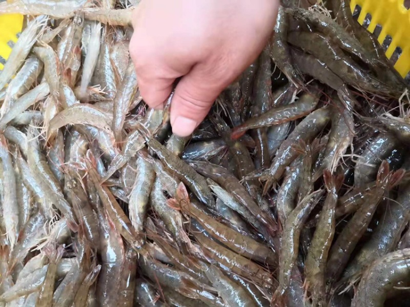 北部湾咸淡水海域生长的泥虾