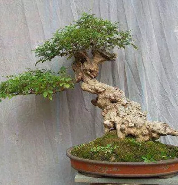 [臭黄荆批发]黄荆疙瘩黄荆树桩黄金树黄精疙瘩黄金疙瘩黄荆价格15.