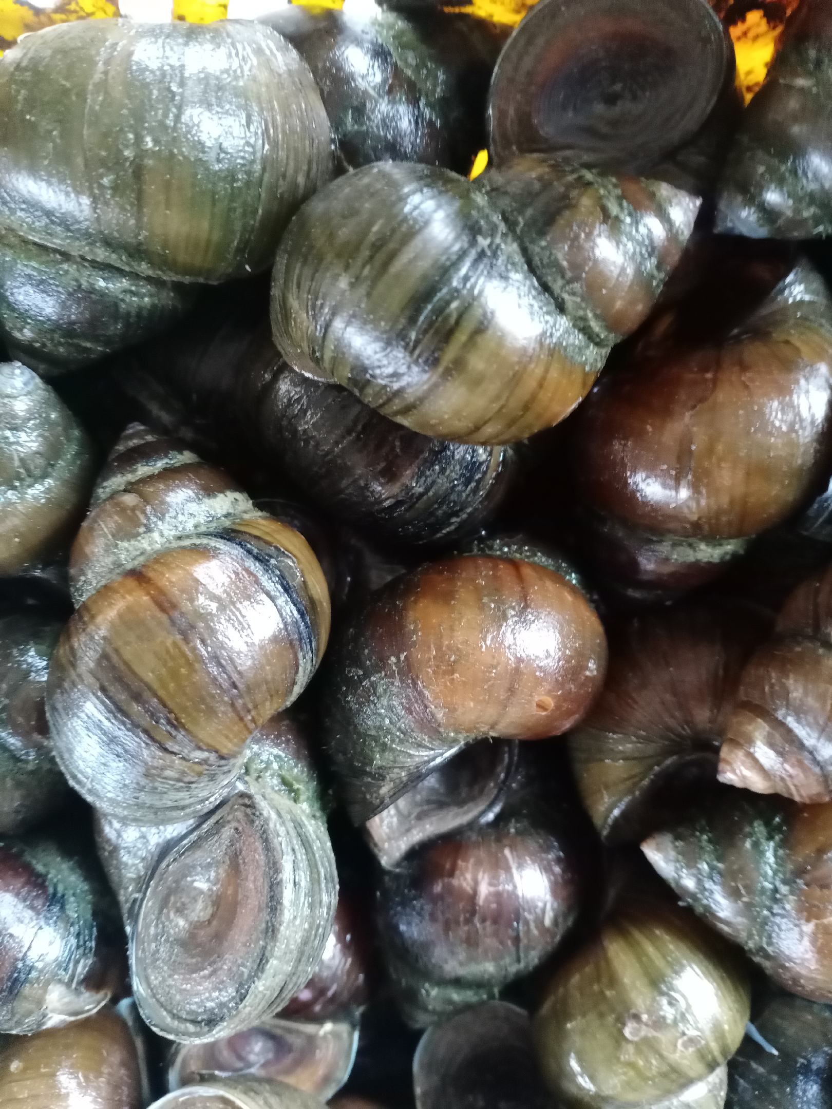 [田螺批发]潜江厚壳小田螺,各种规格大量有货价格2.30元/斤 - 一亩田