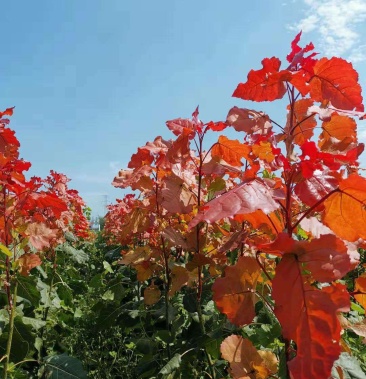 彩叶树种冠红杨无絮一树三色基地直供假一赔十