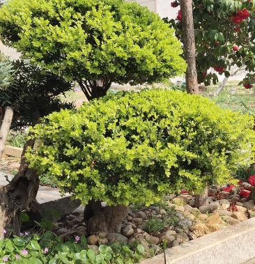 精品赤楠,大量有货