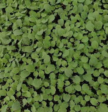 预订炎秀西兰花苗量大从优