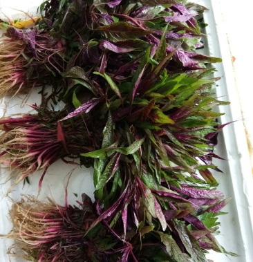 寒菜新鲜红尖叶寒菜现货