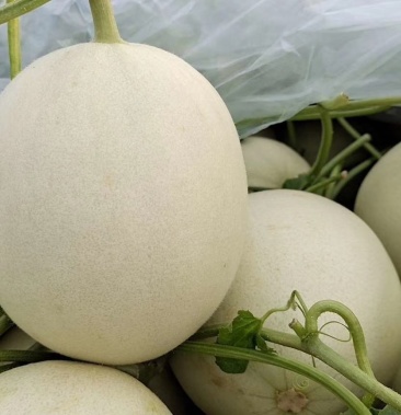 玉菇甜瓜甜瓜基地玉菇甜瓜批发山东玉菇甜瓜批发