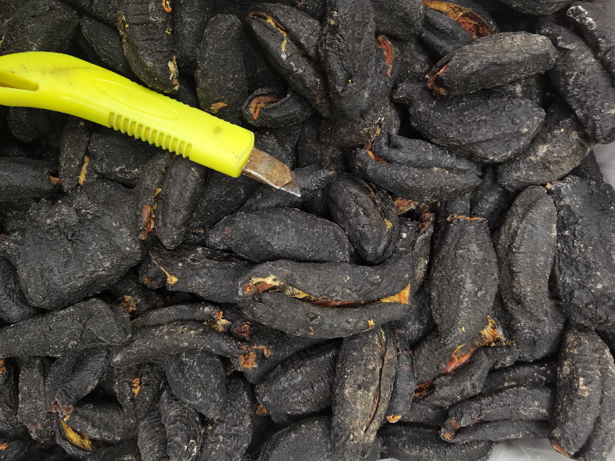 北沙参实物对比图