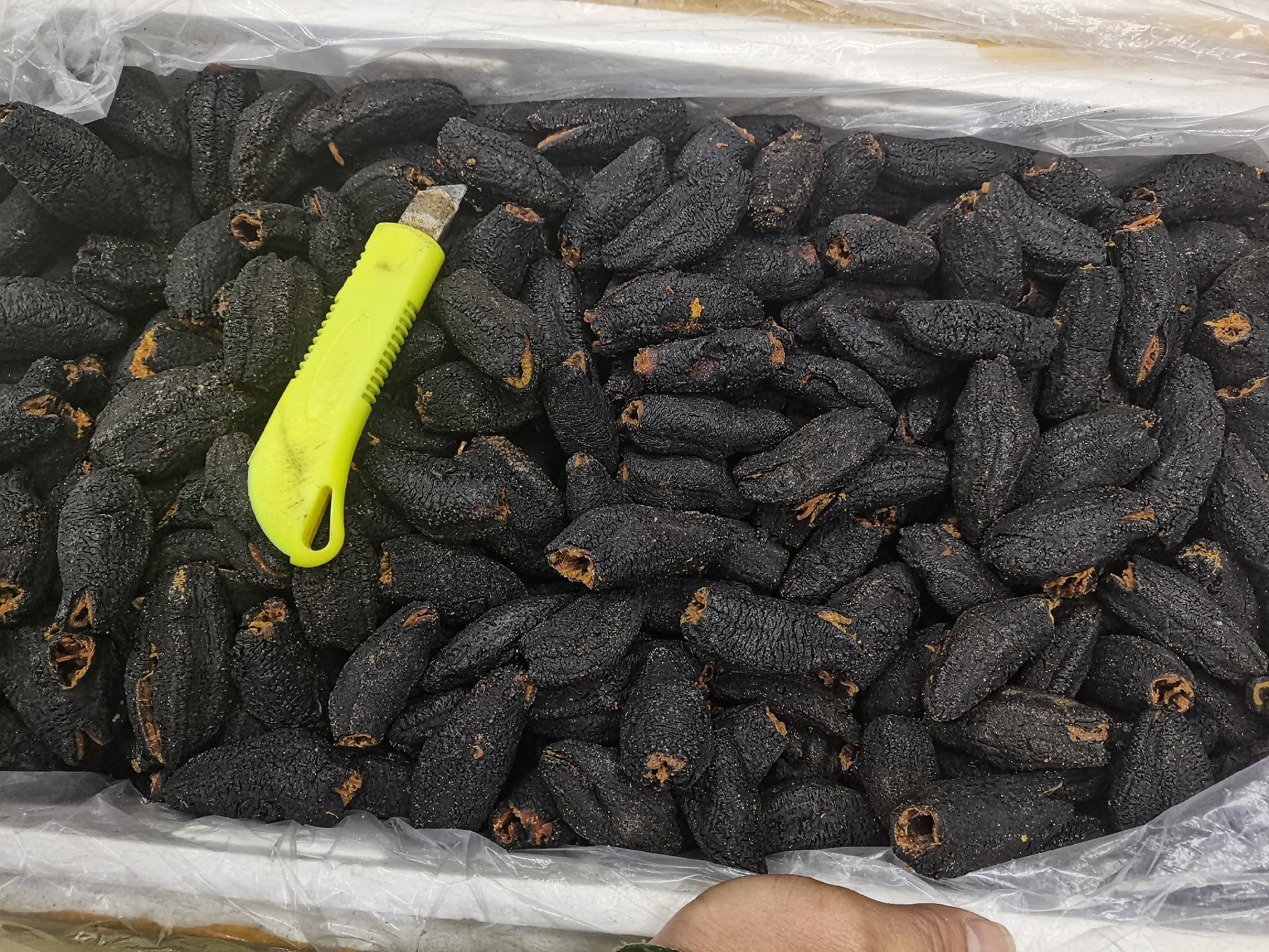 北极红参与辽刺参对比图