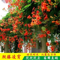 凌霄花苗盆栽四季爬墙藤本植物美国炮仗大花浓香庭院阳台老桩