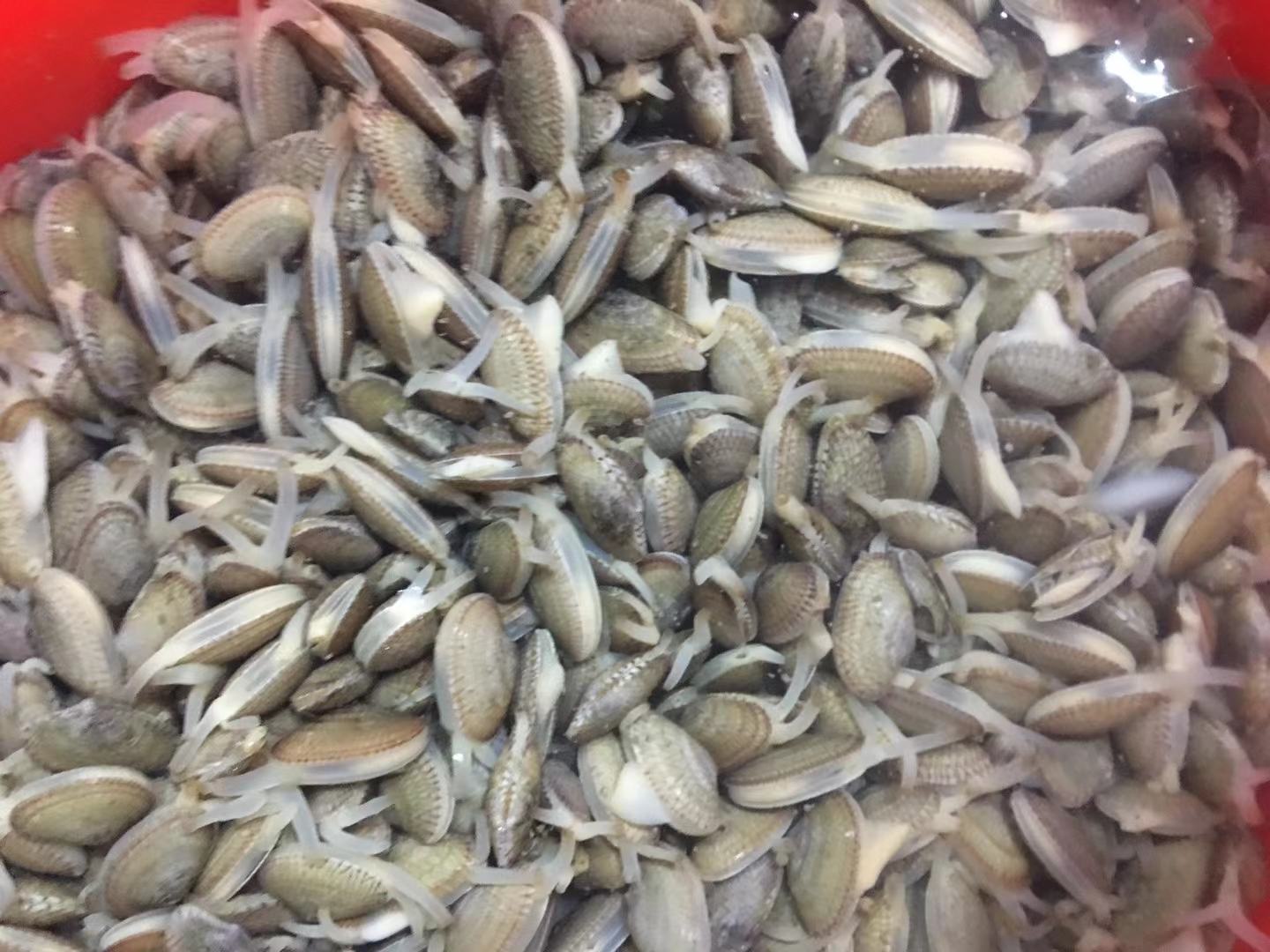 花蛤在浅海泥沙滩自然栖息状态特写