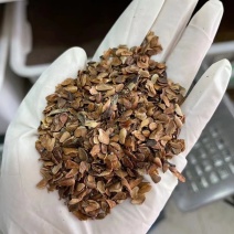 红油香椿种子高产香椿芽苗菜香椿树苗籽水培种植四季播蔬菜种