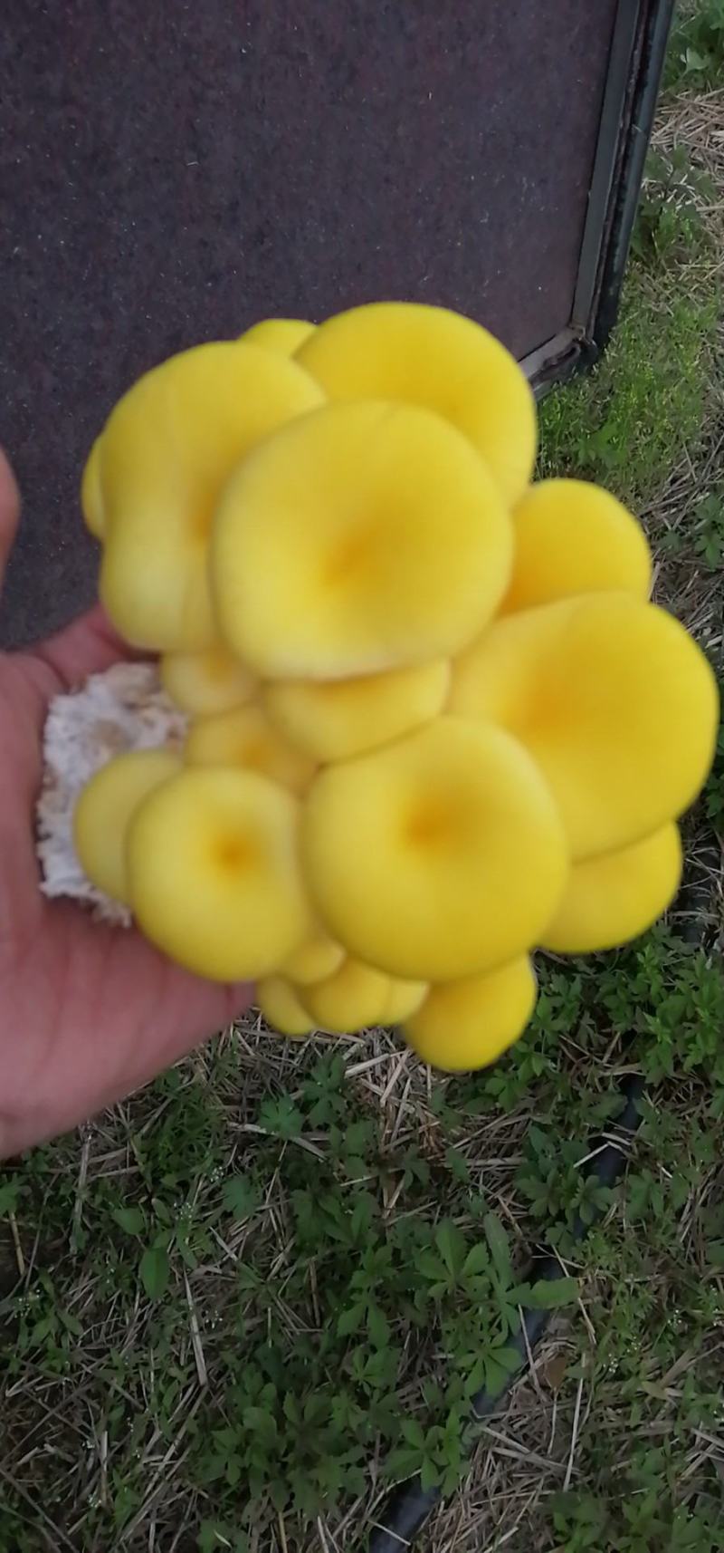 00元/斤鸡油菌小黄 _ 一亩田