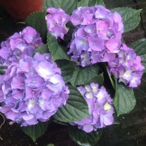 绣球花，绣球无尽夏绿化绣球，粉花绣球八仙花