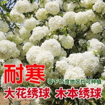 木本绣球树苗木绣球苗琼花树苗琼花绣球树苗八仙绣球花苗绣球
