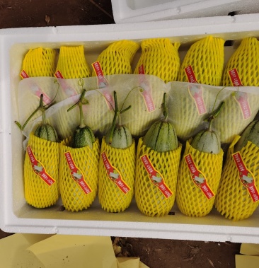[博洋甜瓜批发]供应 河北青县博洋61甜瓜 纯种德瑞特 博洋系列甜瓜