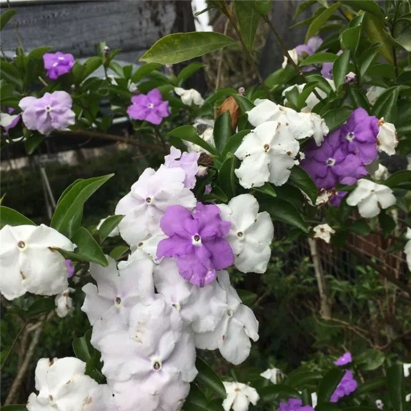 双色茉莉花盆栽四季常绿开花香味浓郁花期长庭院阳台绿植鸳鸯