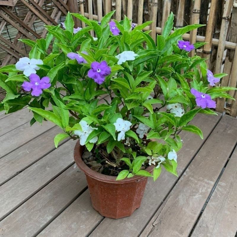 双色茉莉花盆栽四季常绿开花香味浓郁花期长庭院阳台绿植鸳鸯