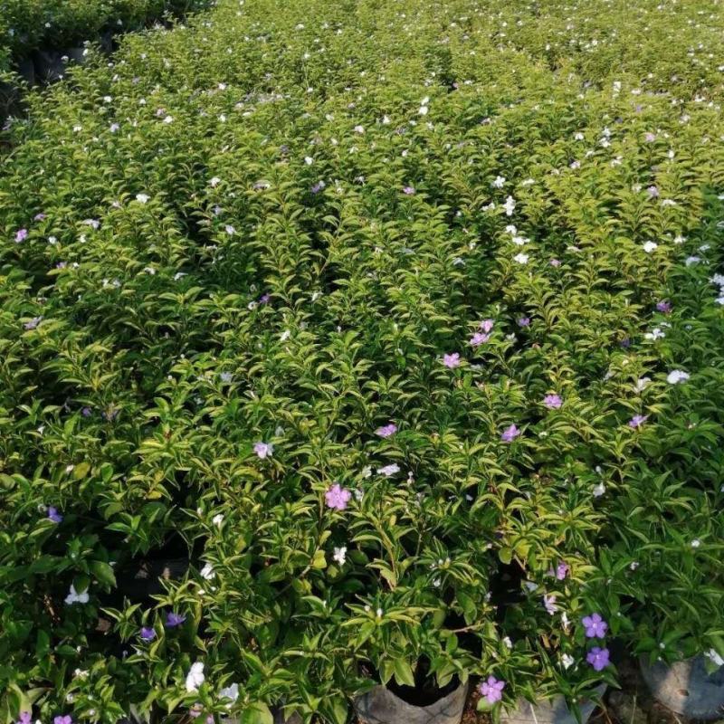 双色茉莉花盆栽四季常绿开花香味浓郁花期长庭院阳台绿植鸳鸯