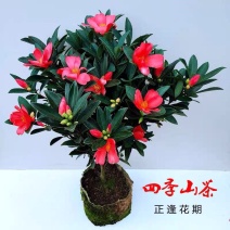 红山茶花四季山茶花嫁接红山茶花苗盆栽阳台四季茶花