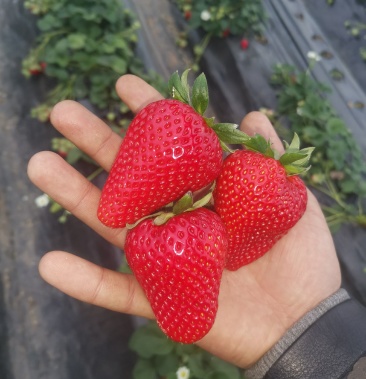 隋珠草莓奶油草莓从种植到成熟一次药不用的草莓口感香