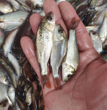 金背鲤鱼苗,大小规格,全国配送.