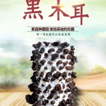 木耳蘑菇菌包黑木耳蘑菇食用菌家庭种植蘑菇菌包