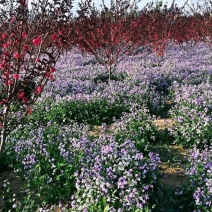 二月兰种子大量供应，春季3-4月观花品种,花海建植，绿