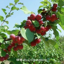 乔灌木，张家口正宗八棱海棠苗，决对纯正，保证质量，八棱海