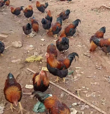 2000斤             产地             江西上饶弋阳县