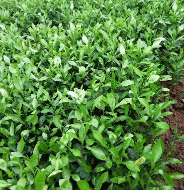 精品小叶香橙小苗包邮香橙苗产地直销包成活