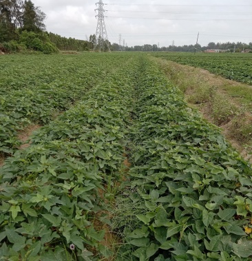 雷州半島精華沙地徐紫8號