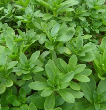 养心菜高钙菜景天三七