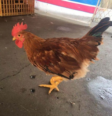 优公大公鸡量大优惠优质平种