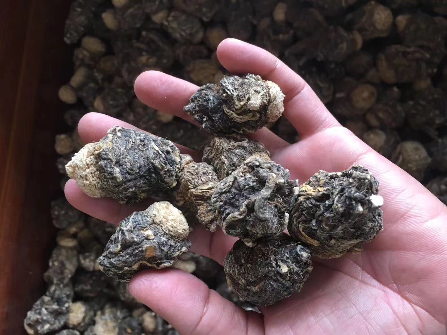 实验室标准条件下拍摄:左侧为秘鲁原产黑玛卡冻干全粉(颗粒细腻,浅褐色,显微镜下可见完整细胞壁碎片);右侧为对应批次制成的明胶胶囊(每粒含500mg冻干粉,批号与原产地证书一致),背景放置INIA原产地认证标签及海关进口报关单关键页 黑玛卡冻干粉与胶囊制剂对比图