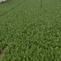 精品叶菜油菜快菜油麦菜