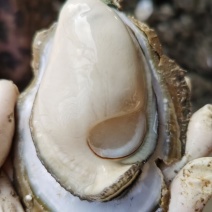 湛江生蚝全国大部分地区发货