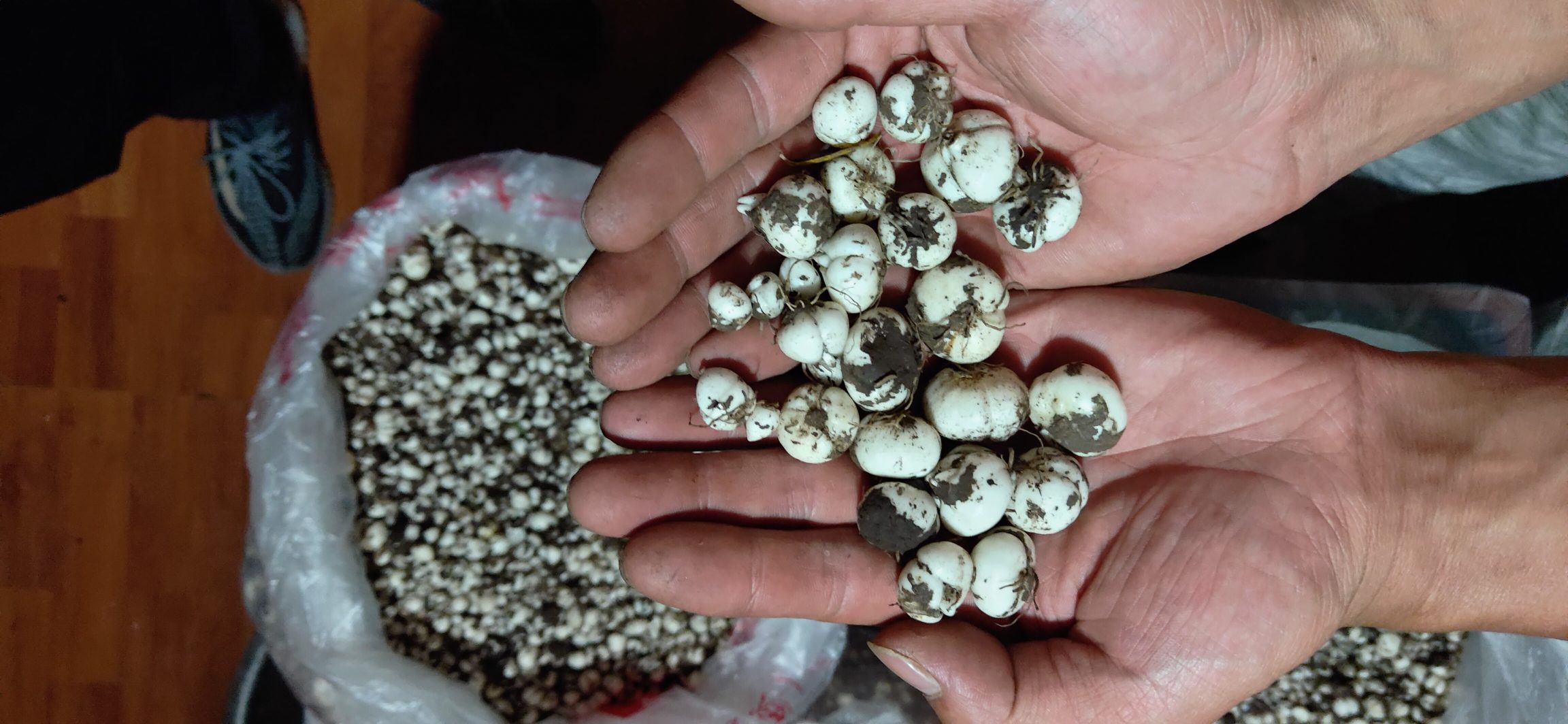 川贝母怀中抱月形态展示