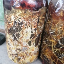 供应优质枝条蜜环菌种