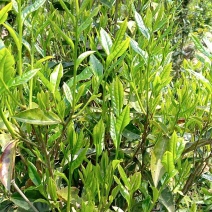 生态茶青清明茶茶青嫩叶