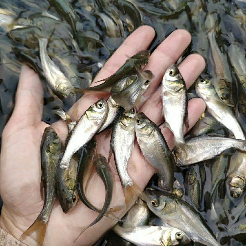 苗批發]優質花鰱魚苗 胖頭魚苗 大頭魚苗,基本直供,需要請私聊價格0