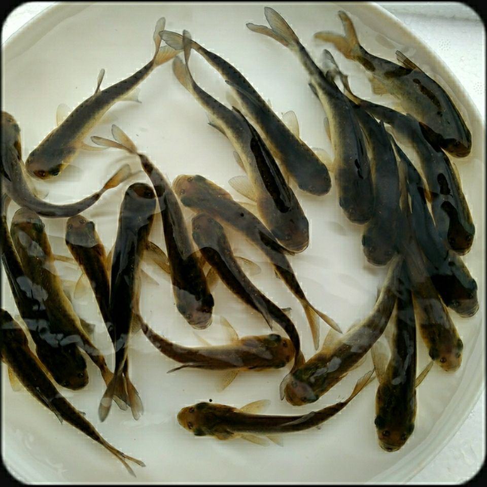 优质花鲢鱼苗胖头鱼苗大头鱼苗基本直供需要请私聊