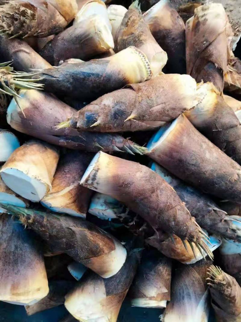 地里现挖蓝竹笋个头不小匀称