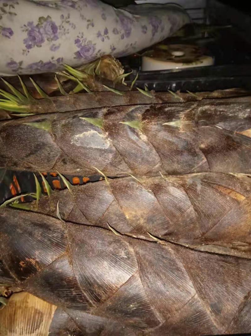 地里现挖蓝竹笋个头不小匀称