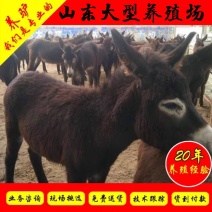 德州驴包活肉驴包回收种驴免费送货毛驴包技术