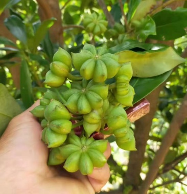 【顺丰包邮】广西藤县古龙大红八角嫁接苗,各种品种